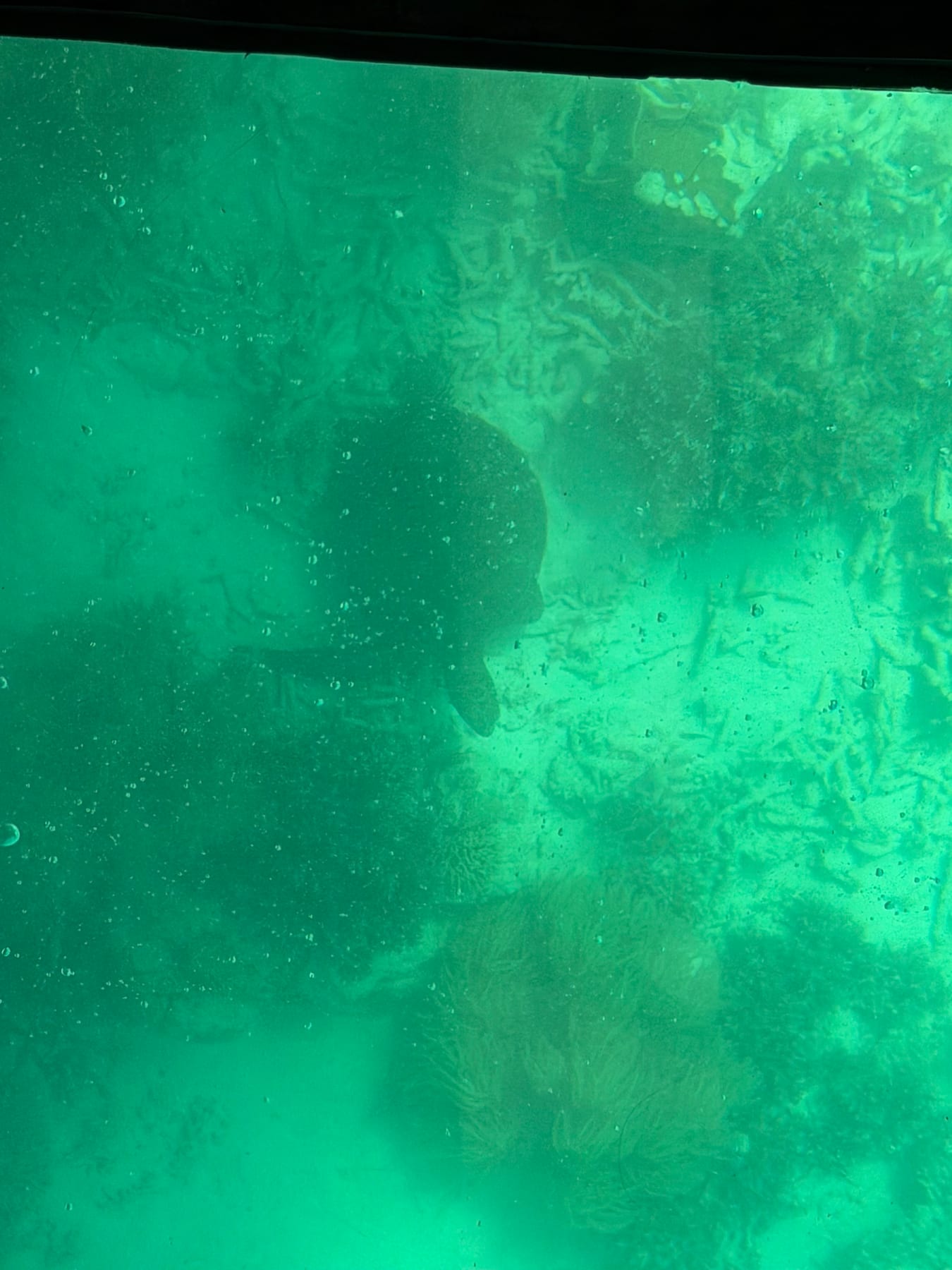 グラスボートの船底から見えた川平湾のサンゴ礁