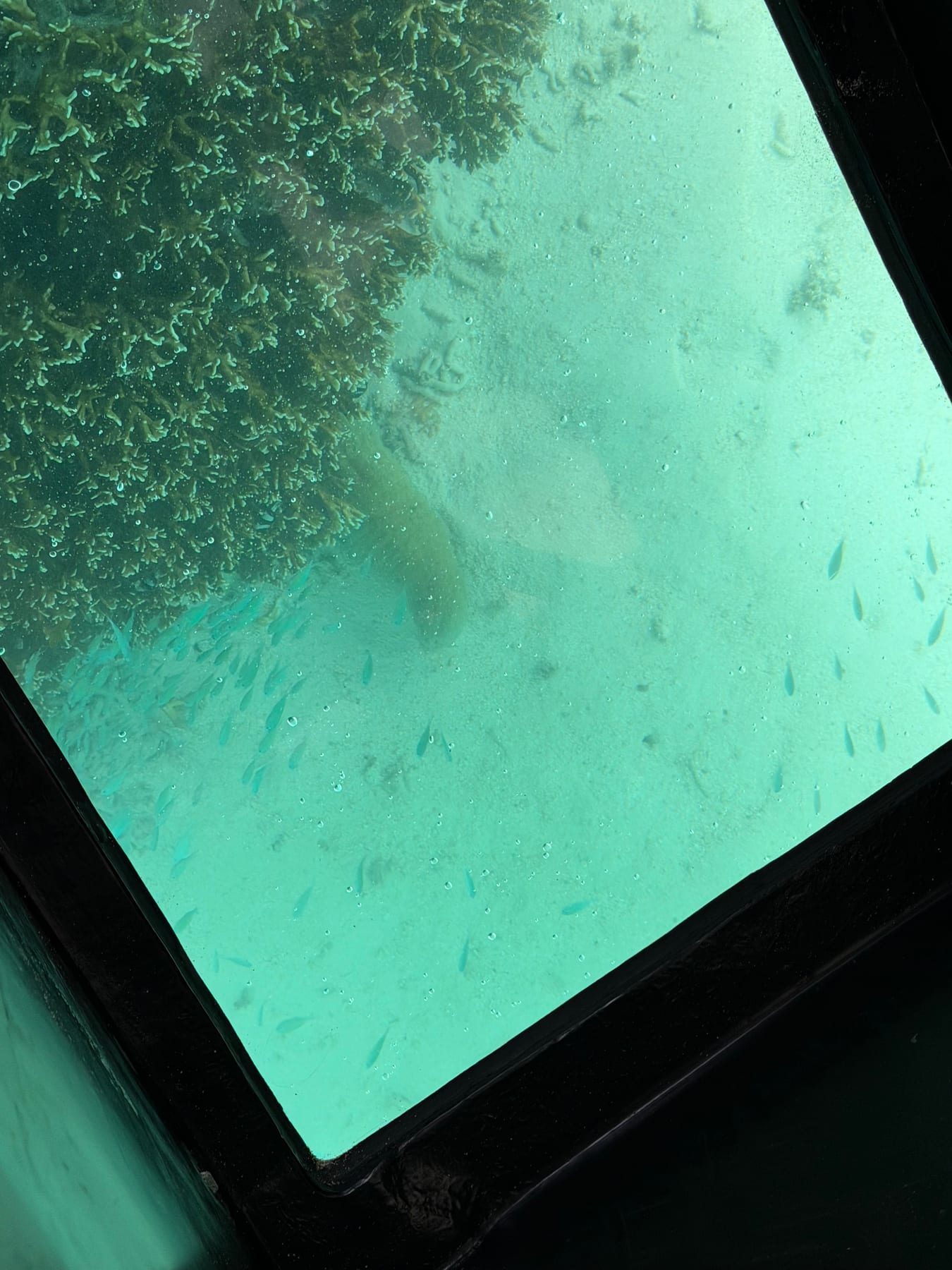 グラスボートの船底から見えた川平湾の魚